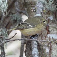 Hutton's Vireo